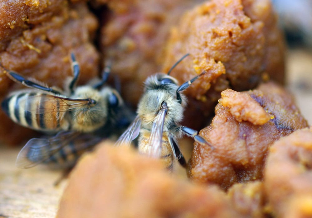 Le api a lavoro